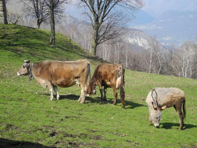 Agriturismo Piccolo Paradiso Pianello Del Lario Luaran gambar